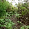 Plants: image 3 Of 208 Thumb